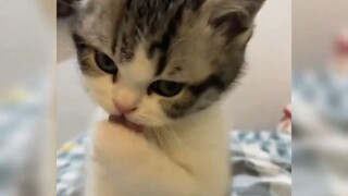 ลูกแมว: "ฉันดุนะ อย่ารังแกฉันนะ~"