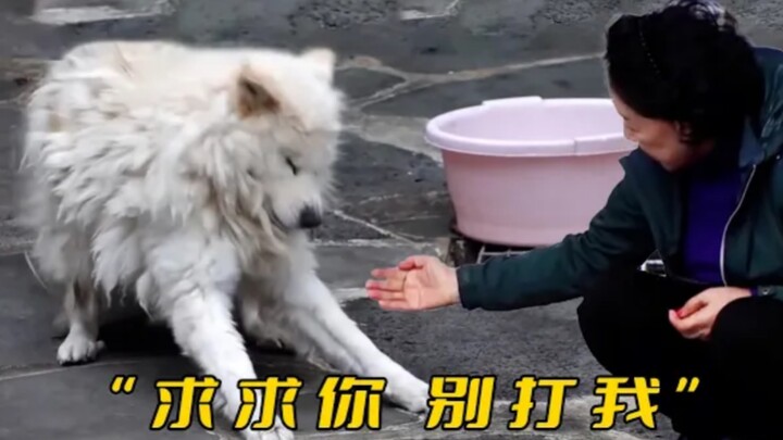Anak anjing menyaksikan induknya dibunuh oleh manusia, sejak itu menderita PTSD; setiap kali melihat