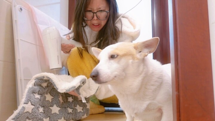 Anjing: Kalau aku tahu bakal begini, mending aku begitu aja.