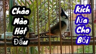 Chào mào hót đấu.สวัสดีอีการ้องเพลง#chàomàohótđấu