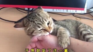 小猫咪就不能惯着，獠牙折了，看他以后还下不下黑口