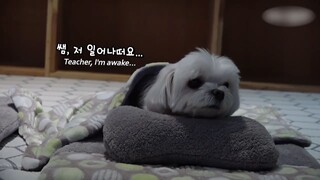 Chú chó tận hưởng thời gian nghỉ trưa ở trường mẫu giáo #doisong