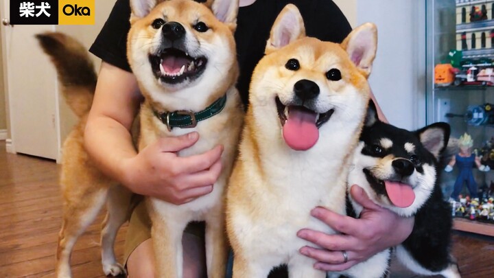 My Shiba Inu's Reaction To A New Dog