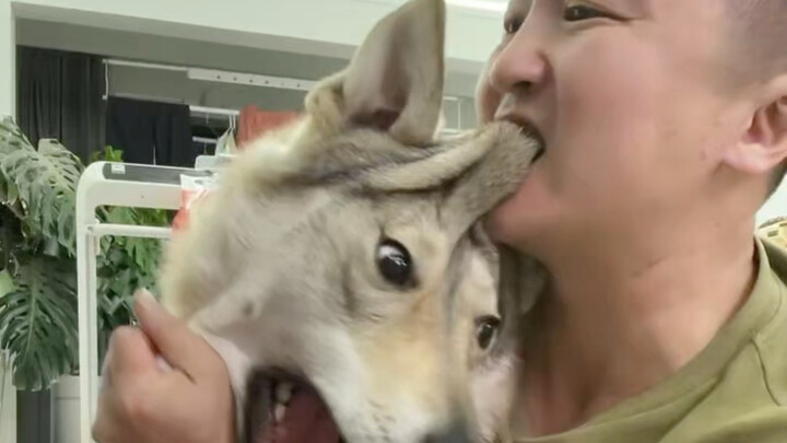 สุนัขล่าเนื้อเช็ก เวอร์ชันเต็ม