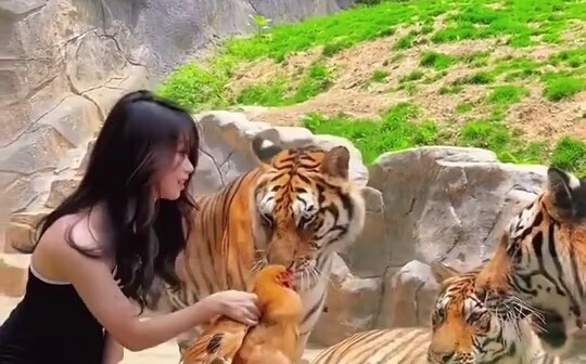 Tiger: Is she stupid or something?