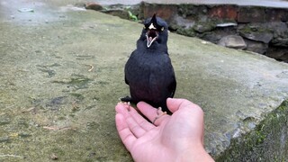 Parrots can't stop saying strange words when excited