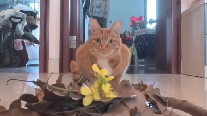 Kitty, enjoy yourself!