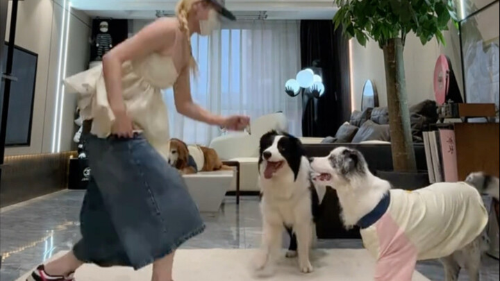Five-month-old Border Collie (Cai Cai) makes her first dance performance!