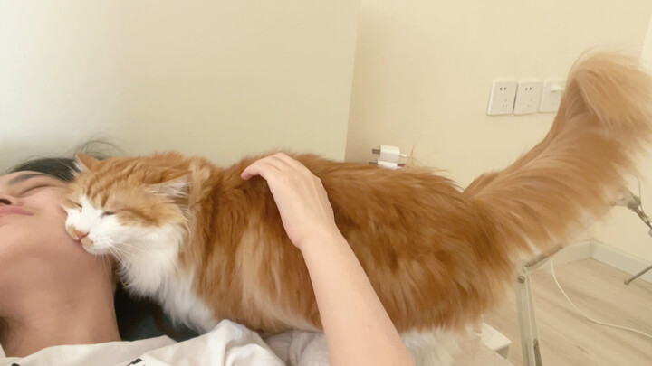 This little cat is getting more and more addicted