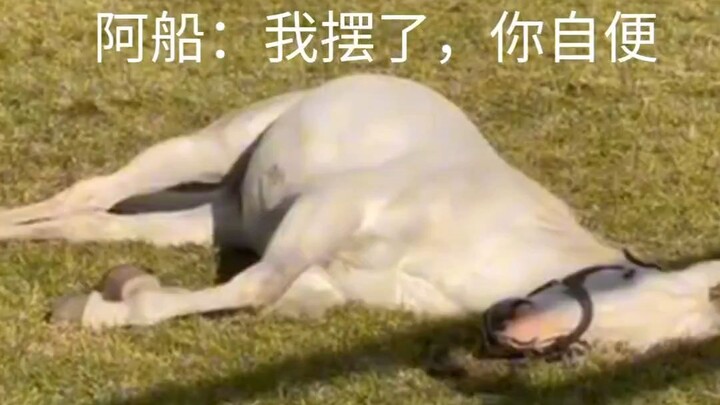 这才是一个合格的打工马