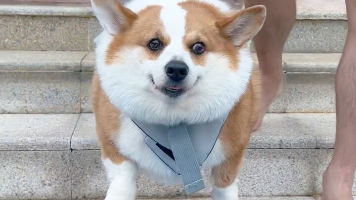 ให้เจ้าตูบเล่นน้ำ แต่กลับเตะท่าเดินสวนสนามอยู่ในน้ำตลอดเลย...