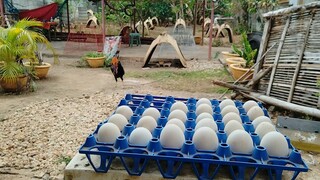 Harvest