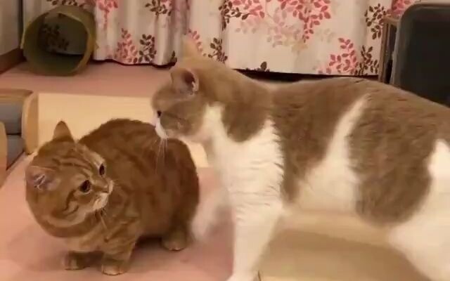 【قطط】كلما طالت، كلما ازدادت قوة!