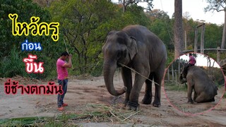 มาดูพลายสีดอกกรุงกำลังตกมันควาญตันจะขึ้นขี่ได้ไหม?