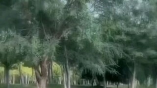 khayalan