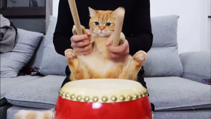 Mèo mướp vàng biểu diễn "Long Quyền" Châu Kiệt Luân