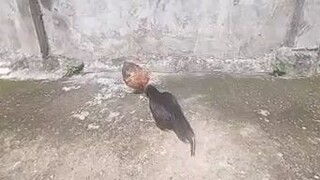 pang malakasan na palu