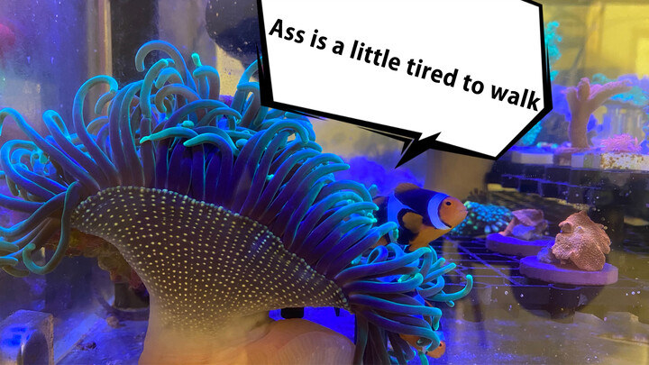 Have you seen a sea anemone-like this one?