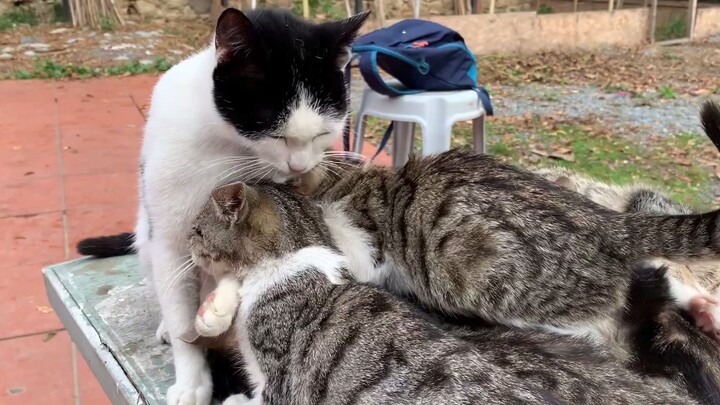 Kalian ini kenapa sih? Udah gede-gede kok masih begitu? Kasihlah istirahat sama si ibu kucing itu!