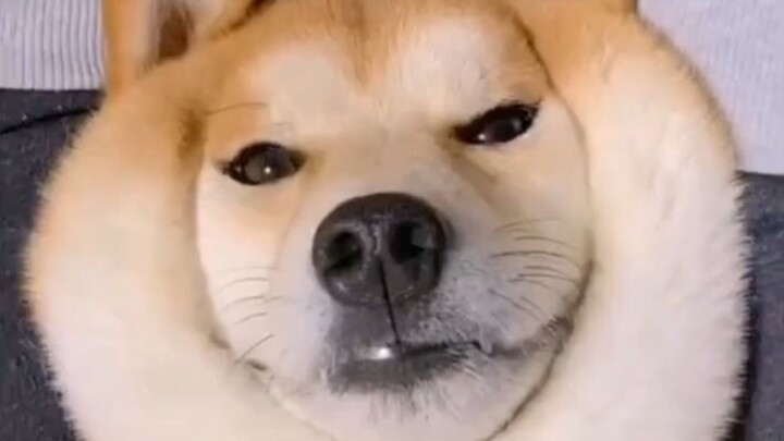 Hãy trân trọng đi, một số thú cưng mệnh mỏng tuổi thọ rất ngắn đấy