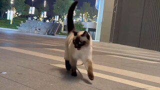 Cat's Hidden Talent: Voice Actor