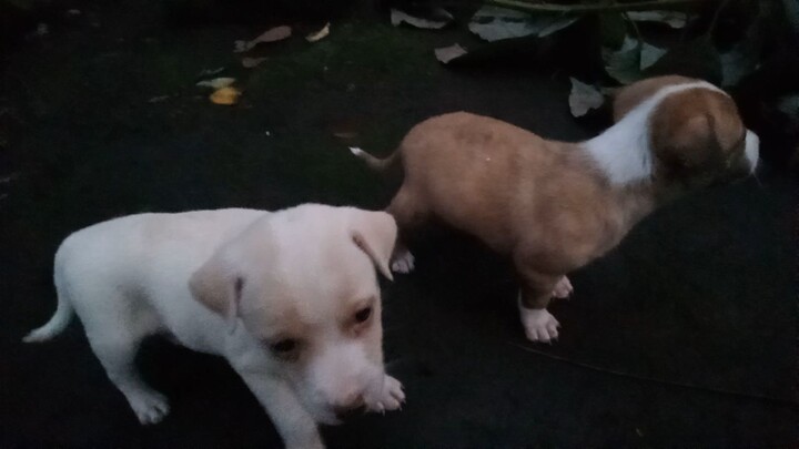 My Little Puppy