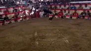 J'R GF win hennie natin 5cock akala nya babae💯🐓