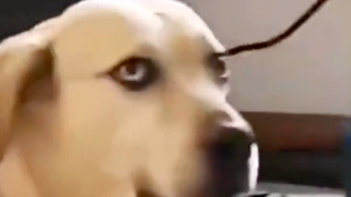 Dog: I'm leaving tonight