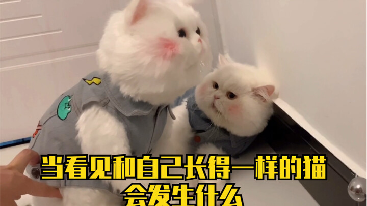 What happens when Qiuqiu sees a cat that looks exactly like him? He'll even fight himself if he gets