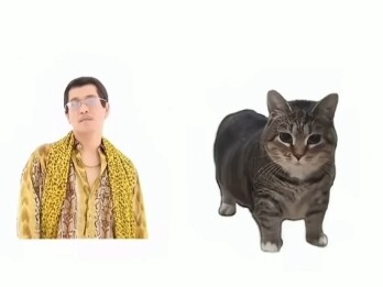 ⚡⚡⚡⚡洗脑神曲PPAP旋转猫版⚡⚡⚡⚡
