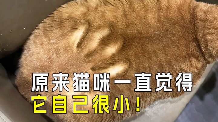 🐱 Kucing sampai mati masih pikir… kamu adalah pengasuh seumur hidupnya‼️