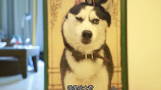 哈士奇竟然会自己选择新主人