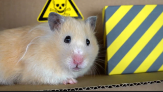 ภารกิจของหนูแฮมสเตอร์ EP 182