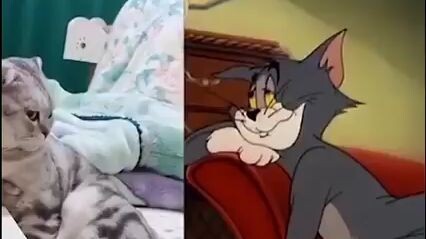 Tom và jerry nhưng phiên bản đời thực