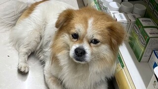 I was buying medicine at a drugstore and met my dog that I had lost for 4 years.