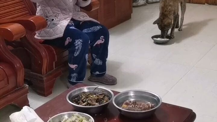 ลายเสืออยากกินเนื้อบนโต๊ะมาก คอยตะกุยอยู่เรื่อยๆ เมื่อเห็นเจ้าของไม่ตอบสนอง ต่อไปมันก็…