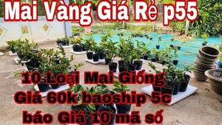 mai vàng giá rẻ p55 | 0382386956 Yến | báo giá 10 mã số mai vàng + mai giống các loại đồng giá 60k