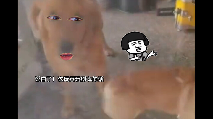 Corgi: Brother Mao, let's do a round together!