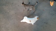 Angry Funny Dogs and Cats of TikTok
