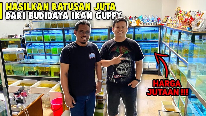 HASILKAN JUTAAN RUPIAH PER HARI! DI SINI TEMPATNYA IKAN GUPPY BERKUALITAS!
