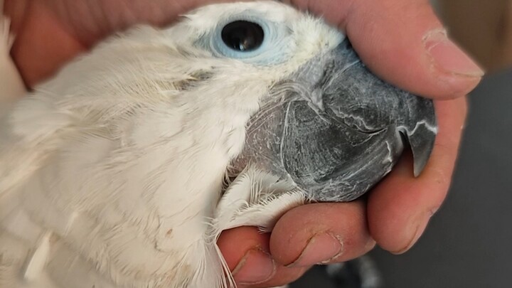 Nhờ vả chị Zhan Na