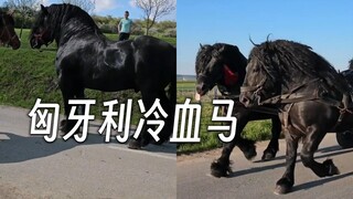 感受一下——高大，强壮，漂亮的匈牙利冷血马