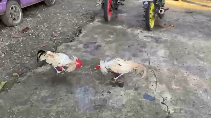 White Kelso VS Leiper Grey X White Kelso