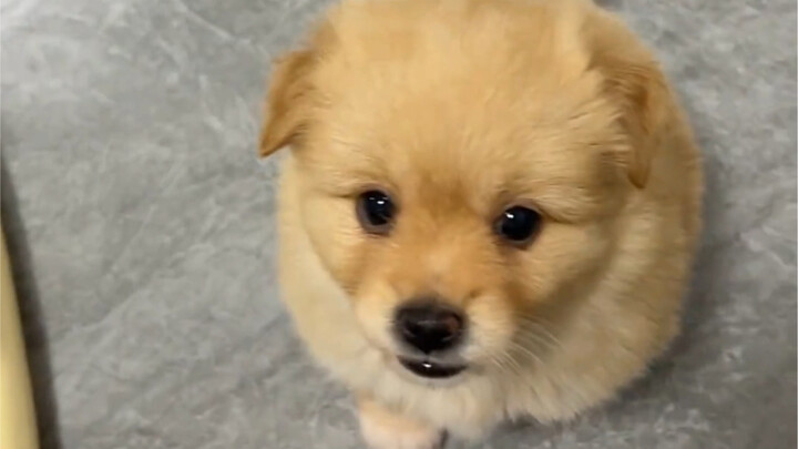 It’s the adorable little Tuso Song!