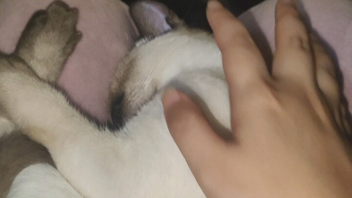 Đại ca, em vừa mơ thấy có người sờ mình meo!