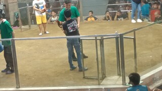 2hits ulutan Caloocan cockpit arena. 2nd fight win,