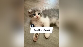 Nhạc cún quó cat trending