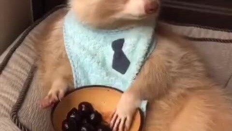 The picture of raccoon eating cherries is so cute!