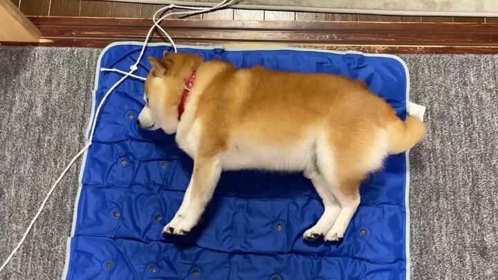 อากาศร้อน น้องหมาลองนอนบนแผ่นรองเย็น