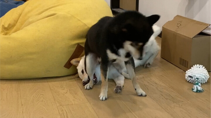 The Scheming Jiro and the Just Sweetheart